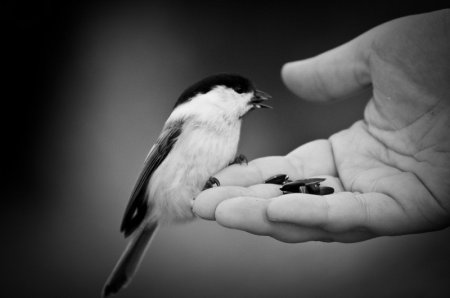 Завоевать доверие