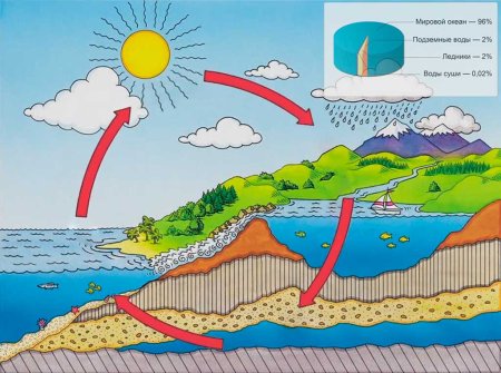 Транспирация в круговороте воды