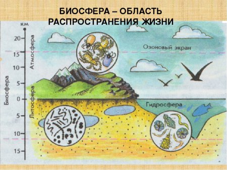 Биосфера — область распространения жизни рисунок