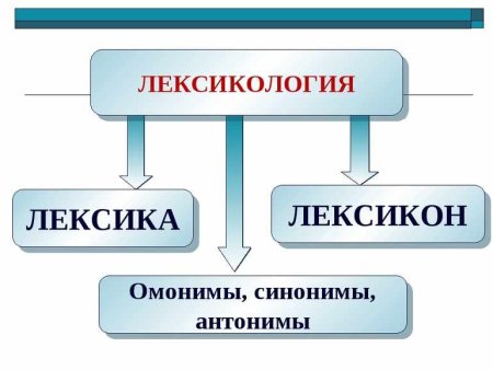 Лексика синонимы антонимы омонимы