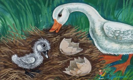 Рпаскраска г.х. Андерсен «Гадкий утенок»