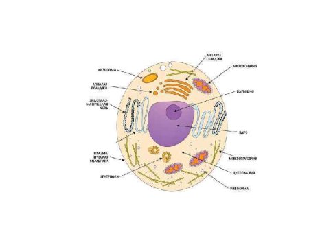 Клетка — элементарная единица живого. 5 Класс