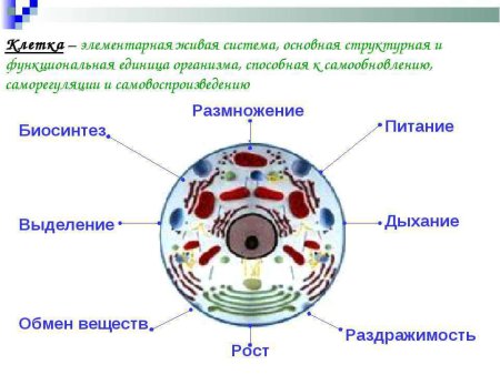 Схема клетка Живая система