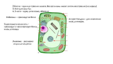 Составьте схему клетка Живая система