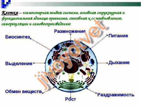 Схема клетка Живая система 5 класс