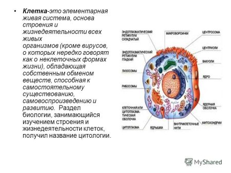 Клетка Живая система