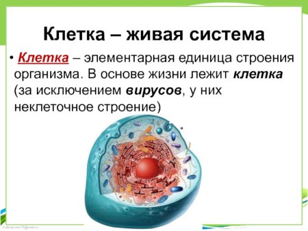 Оболочка ядро цитоплазма главные части клеток