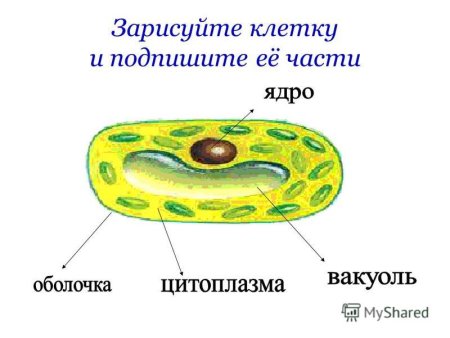 Клетка организма