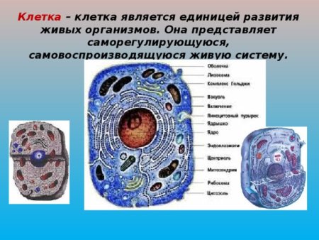 Клетка в виде города