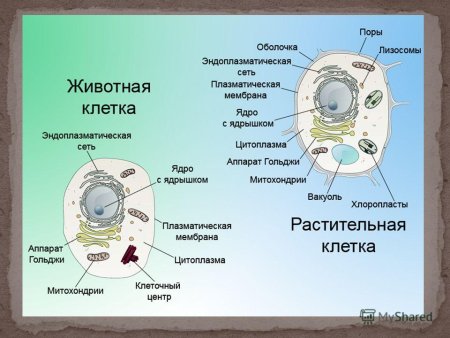 Строение растительной клетки мембрана цитоплазма 5 класс