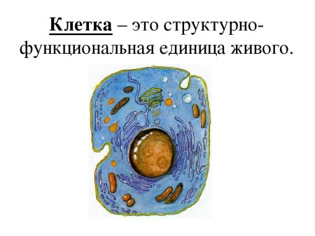 Клеточная стенка вакуоль