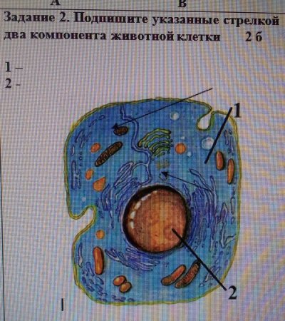 Схема клетка Живая система