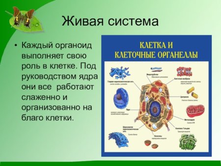 Клетка Живая система 5 класс
