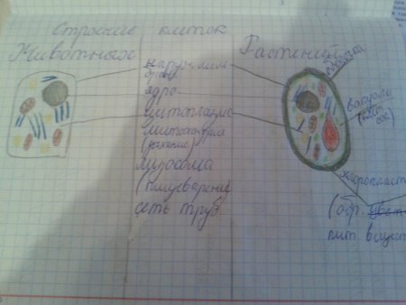 Клетка элементарная единица живого