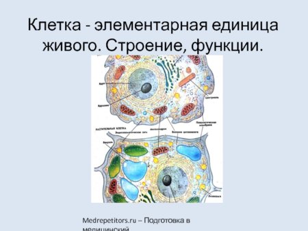 Биология 7 класс строение животной и растительной клетки