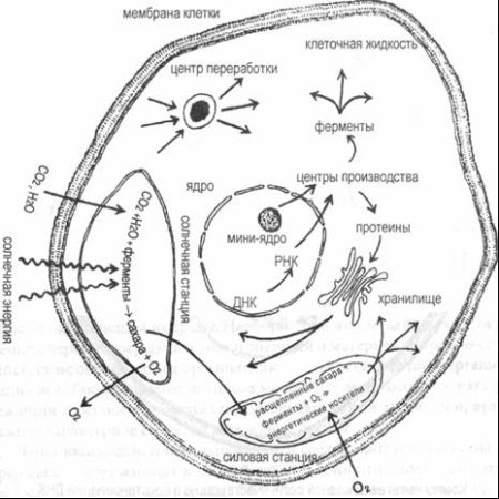 Строение растительной и животной клетки 5 класс биология