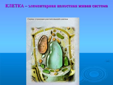 Схема клетка Живая система 5 класс биология
