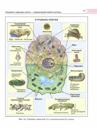 Строение животной клетки рисунок с подписями
