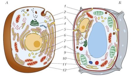 Строение органической клетки
