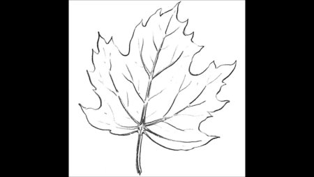 Кленовый лист карандашом