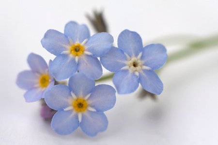 Символ дня матери в России Незабудка