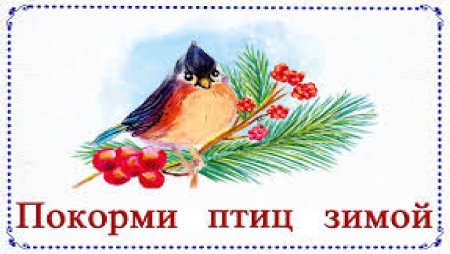 Птицы наши пернатые друзья