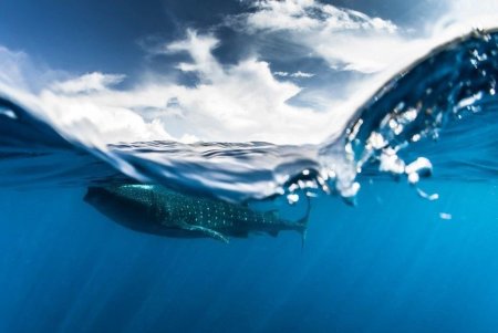 Всемирный день океана 8 июня