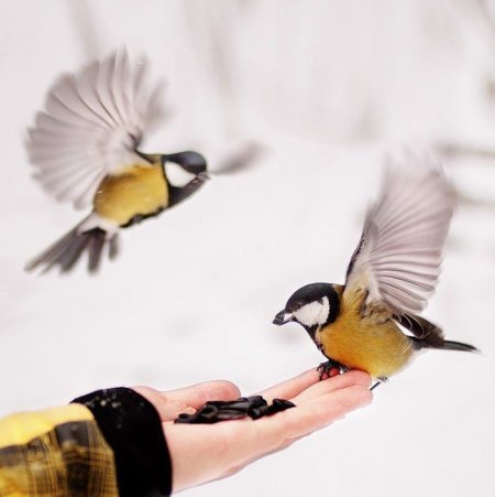 Аппликация синичка