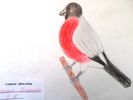 Рисунок ко Дню птиц