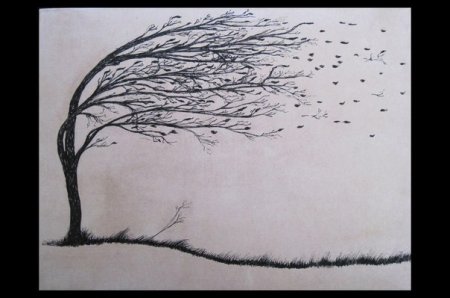 Дерево на ветру карандашом