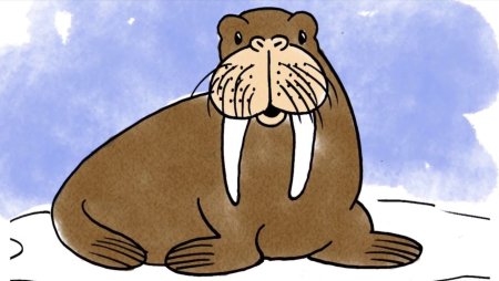 Морж картинка для детей
