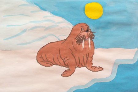 Рисование морж на льдине