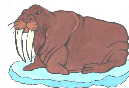 Морж рисунок