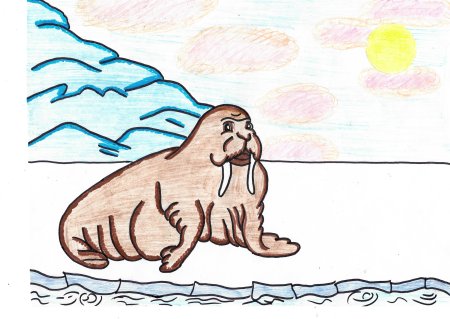 Рисование моржа в подготовительной группе