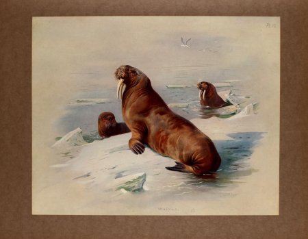 Морж Аристократ