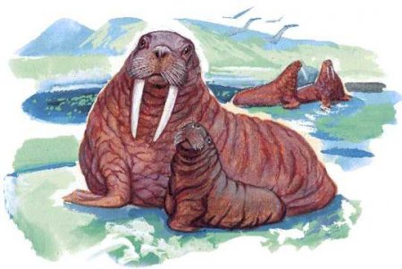 Морж рисунок