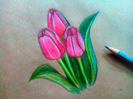 Тюльпаны рисунок цветными карандашами
