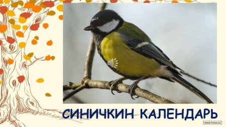 Синичкин календарь картинки