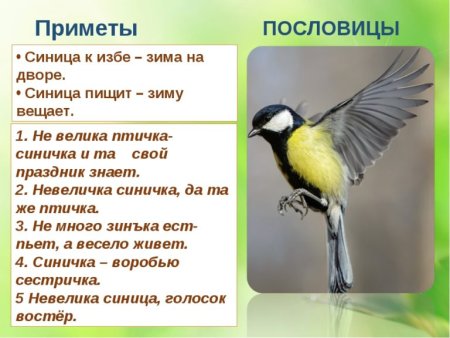 Приметы про птиц