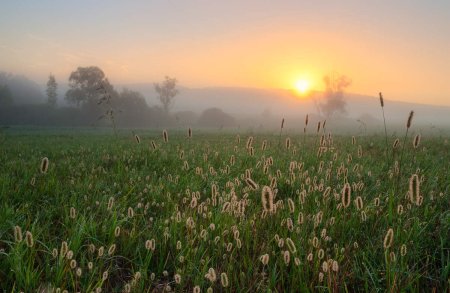 Июльский рассвет Бежин луг