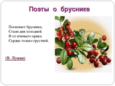Поспевает брусника