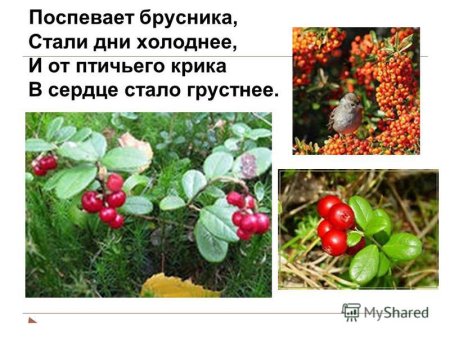 Константин Бальмонт поспевает брусника