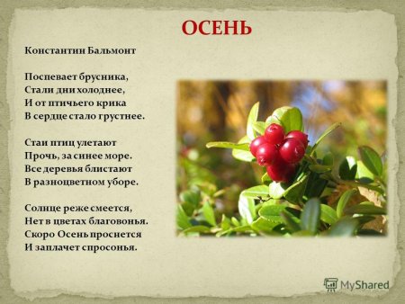 Константин Бальмонт поспевает брусника