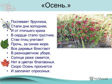 Бальмонт поспевает брусника