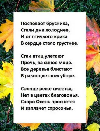 Бальмонт поспевает брусника