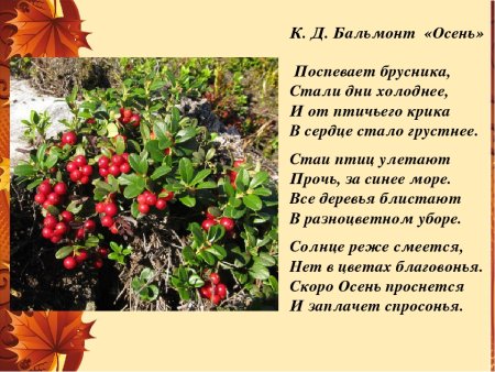 Бальмонт поспевает брусника