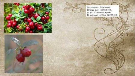 Бальмонт поспевает брусника