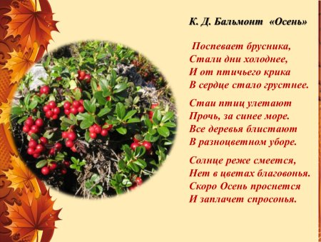 Бальмонт поспевает брусника