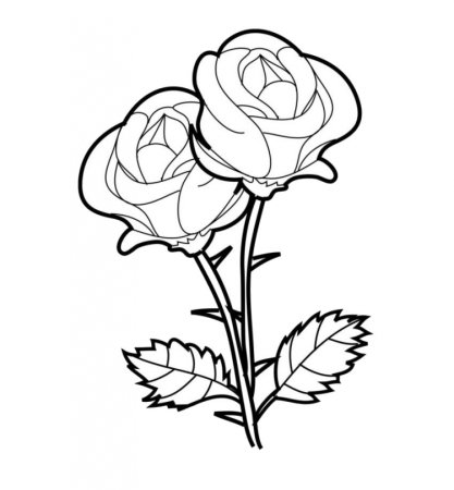 Комнатные растения раскраска