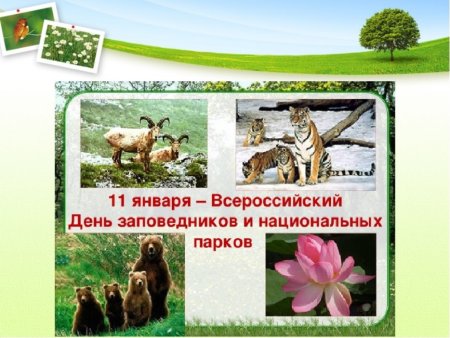 День заповедников рисунок